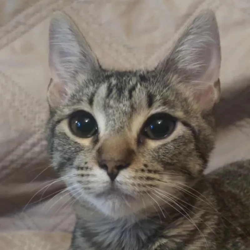 An adult medium-sized female Dilute Tortoiseshell Domestic Short Hair cat named Mouse LH for adoption in Austin, TX