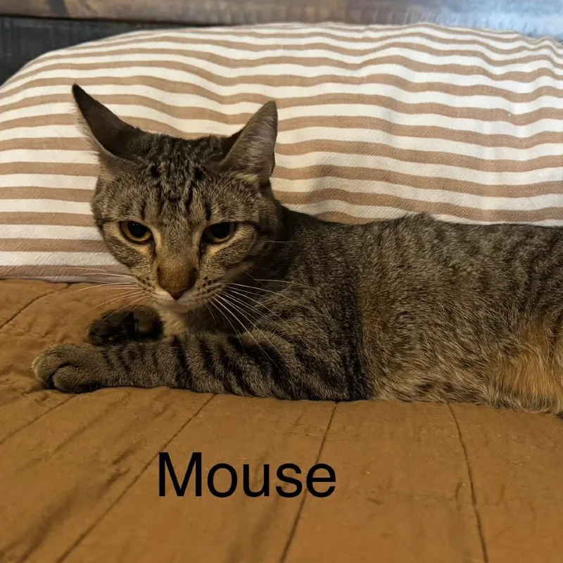 Mouse LH thumbnail 3