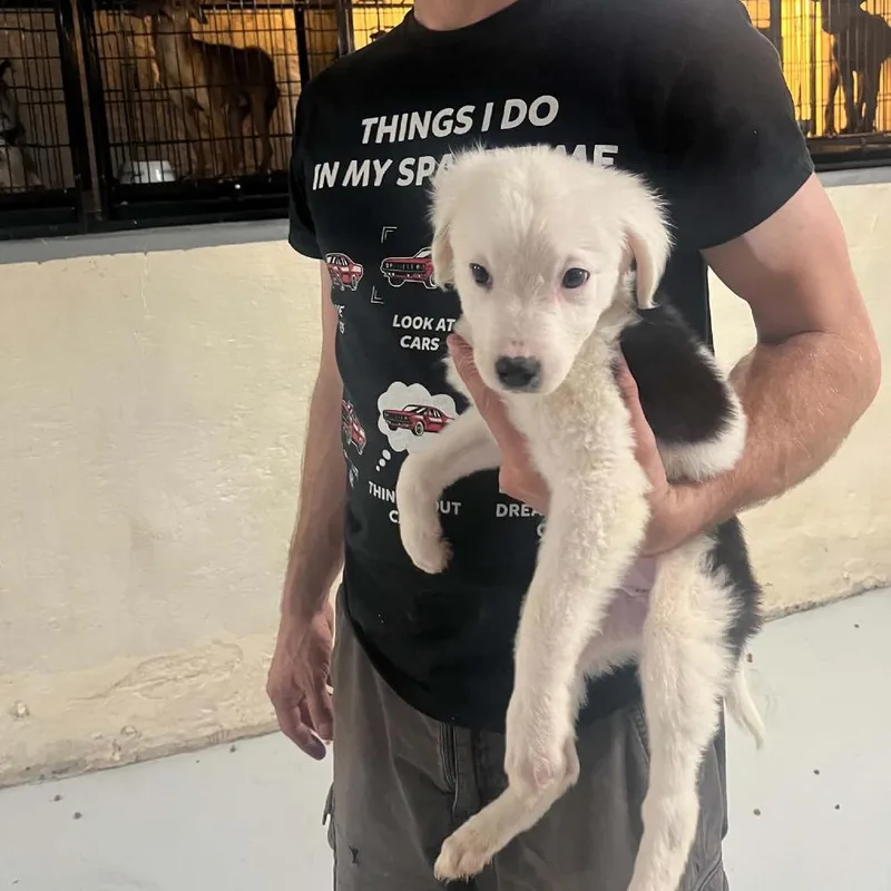 A baby large-sized female White / Cream Border Collie dog named Kiwi for adoption in Pasadena , MD