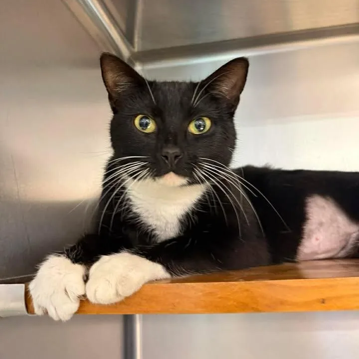 A young medium-sized female Black & White / Tuxedo Domestic Short Hair cat named Sprig for adoption in Wilmington, NC