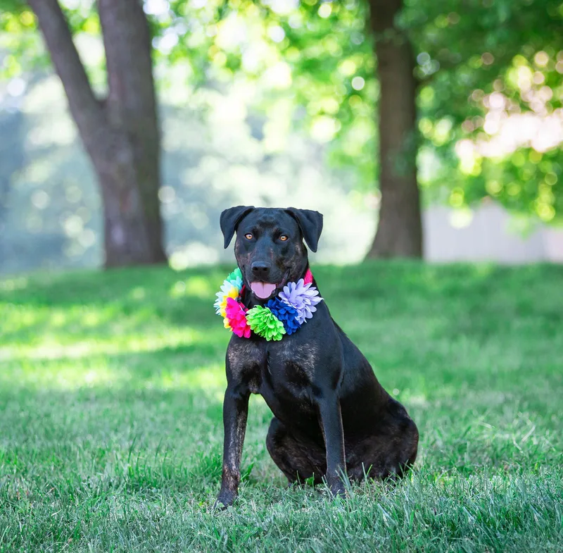 A young medium-sized female Labrador Retriever dog named Gerri for adoption in Coatesville, PA