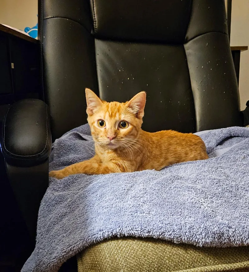 A baby medium-sized female Tabby cat named George for adoption in Columbia, SC