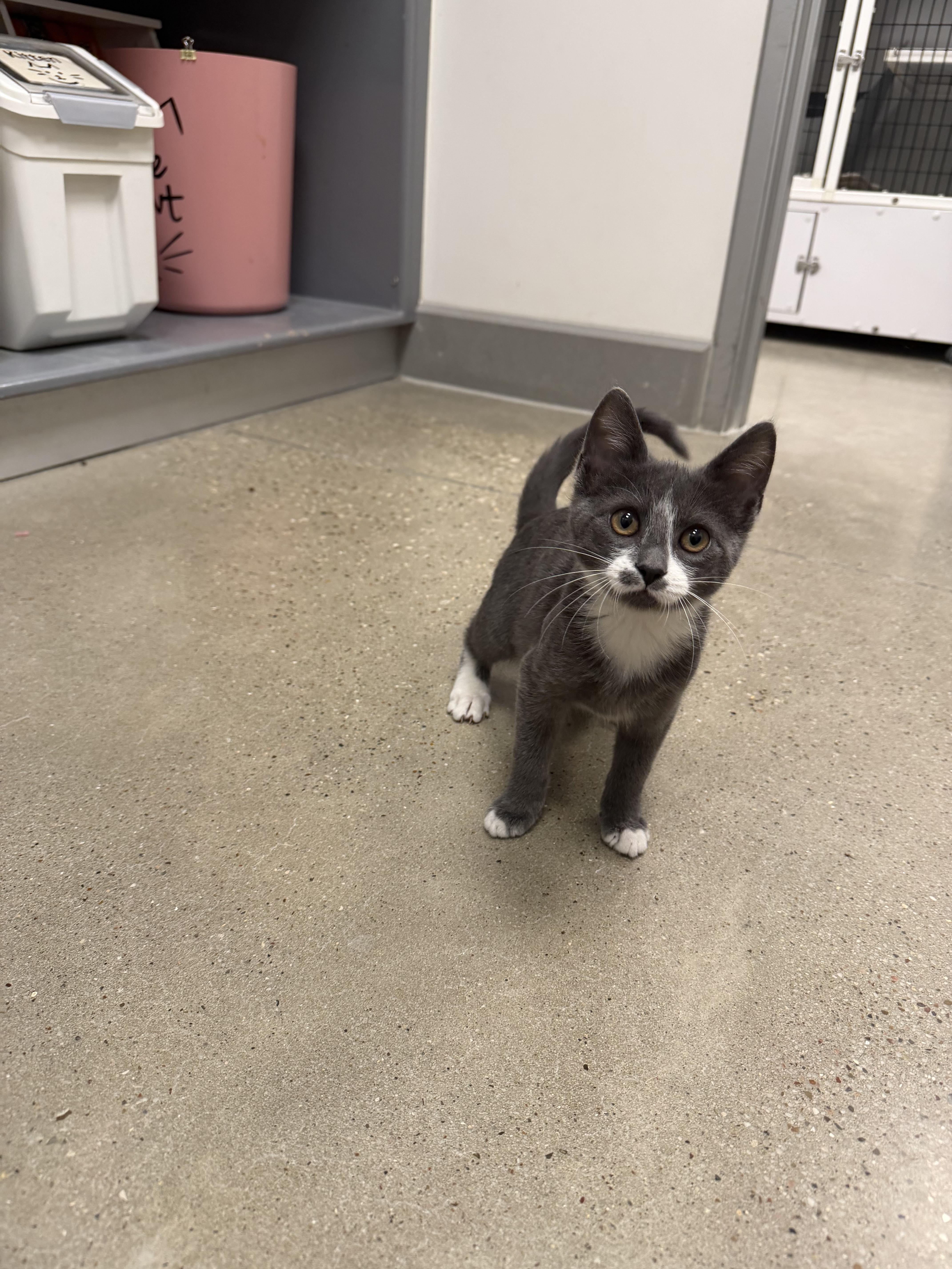 A baby small-sized male Gray / Blue / Silver Domestic Short Hair cat named Poptart Riley Fuzzel for adoption in Spring, TX