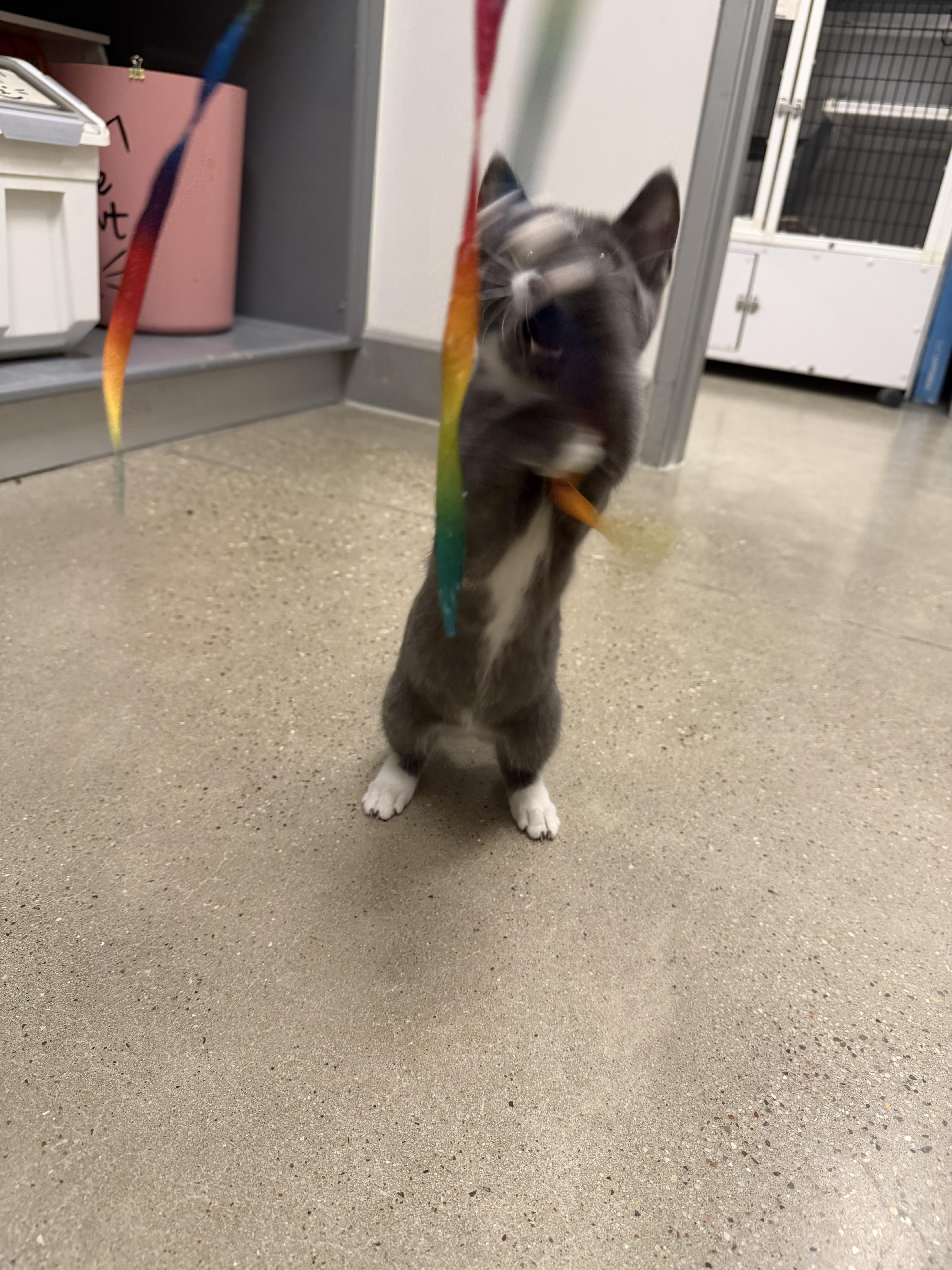 Poptart  Riley Fuzzel thumbnail 5