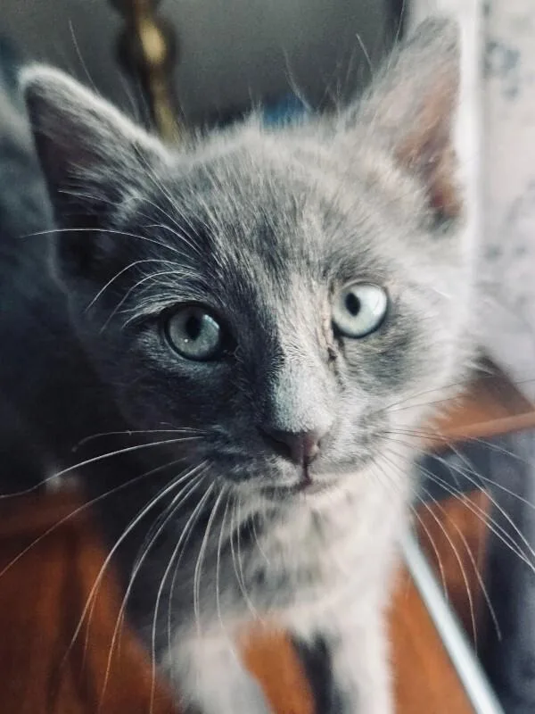 A baby medium-sized male Gray / Blue / Silver Domestic Short Hair cat named Kirby for adoption in Colmar, PA