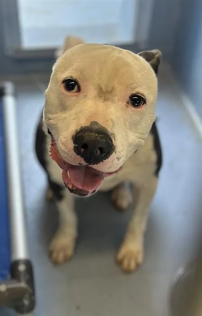 A young medium-sized male Pit Bull Terrier dog named Chico Valentino for adoption in Downey, CA