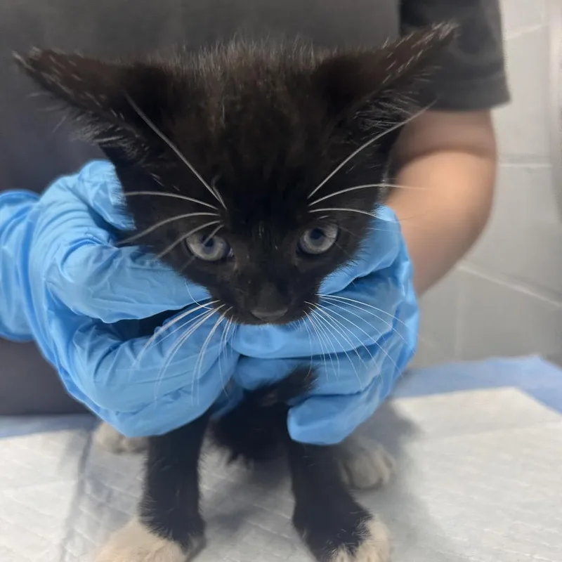 A baby small-sized male Calico Domestic Short Hair cat named John B. for adoption in Summerville, SC