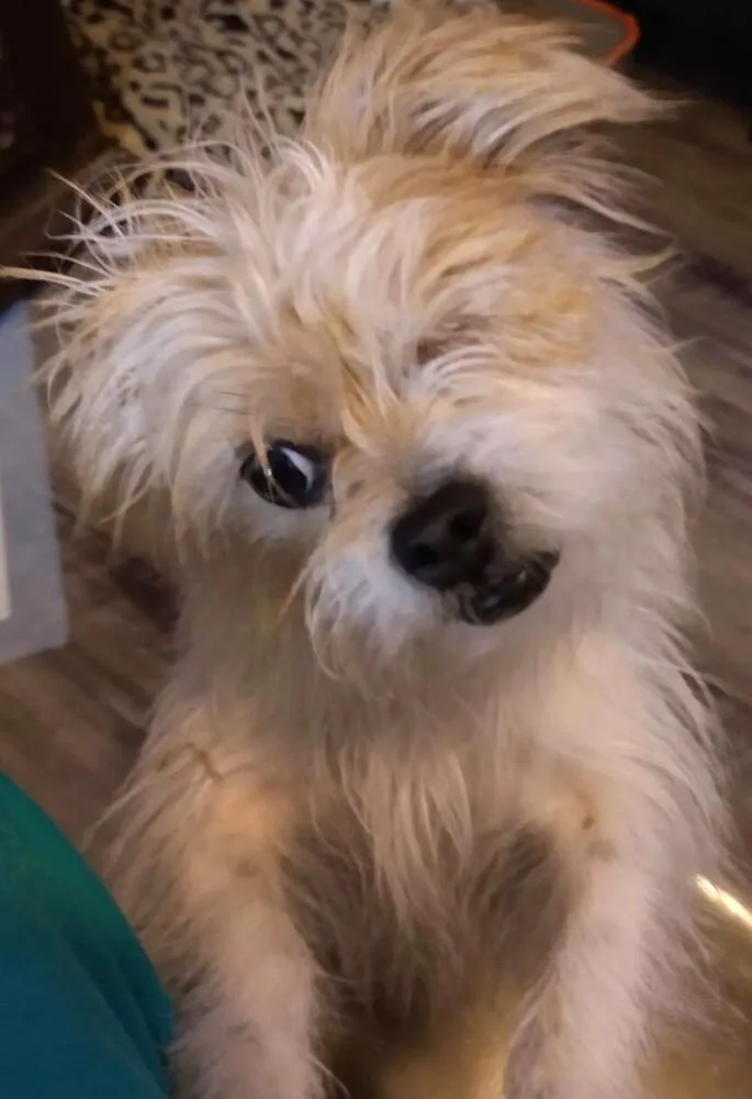 An adult small-sized female Terrier dog named Kiki for adoption in Dallas, TX