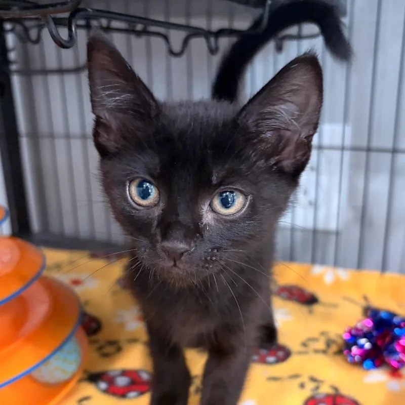 A baby small-sized female Black Domestic Short Hair cat named Flora for adoption in Bradenton, FL