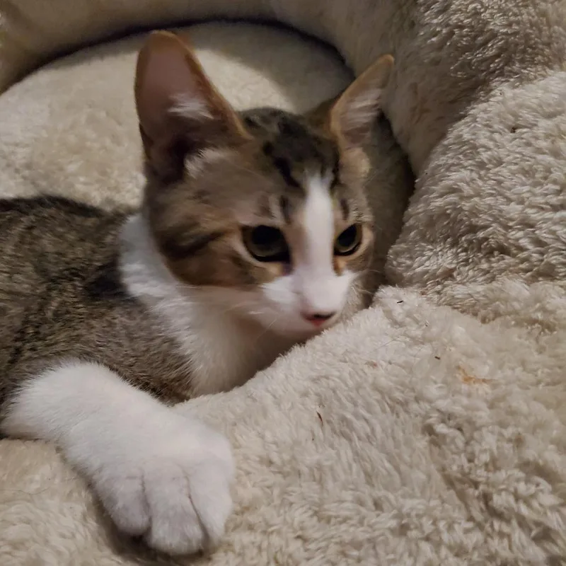 Chocolate Chip Bonded