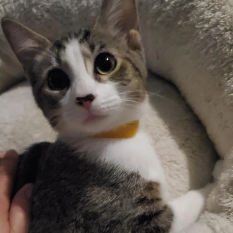 Chocolate Chip  Bonded thumbnail 2