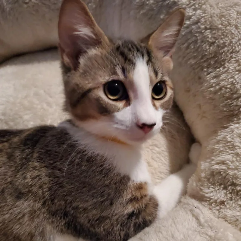 Chocolate Chip  Bonded thumbnail 3