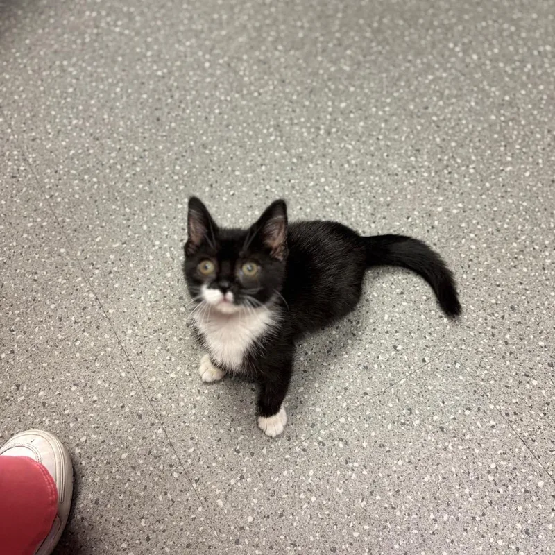 A baby small-sized female Black Domestic Short Hair cat named Goomie for adoption in Pittsburgh, PA