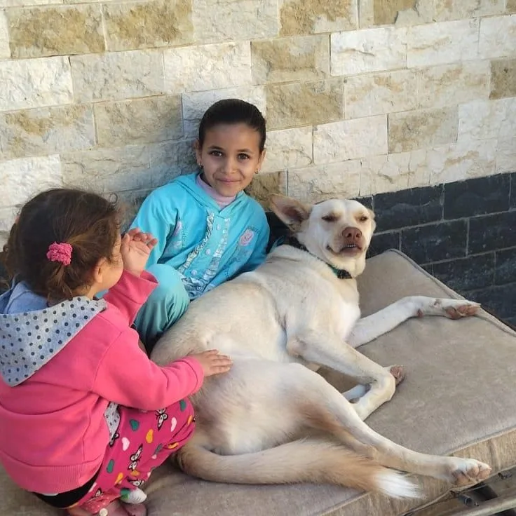 An adult medium-sized male Pharaoh Hound dog named Pinky for adoption in New York, NY
