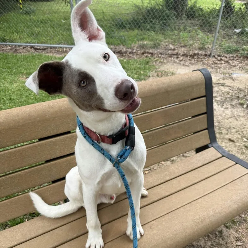 A young medium-sized male White / Cream Pit Bull Terrier dog named Finn for adoption in Beaumont, TX