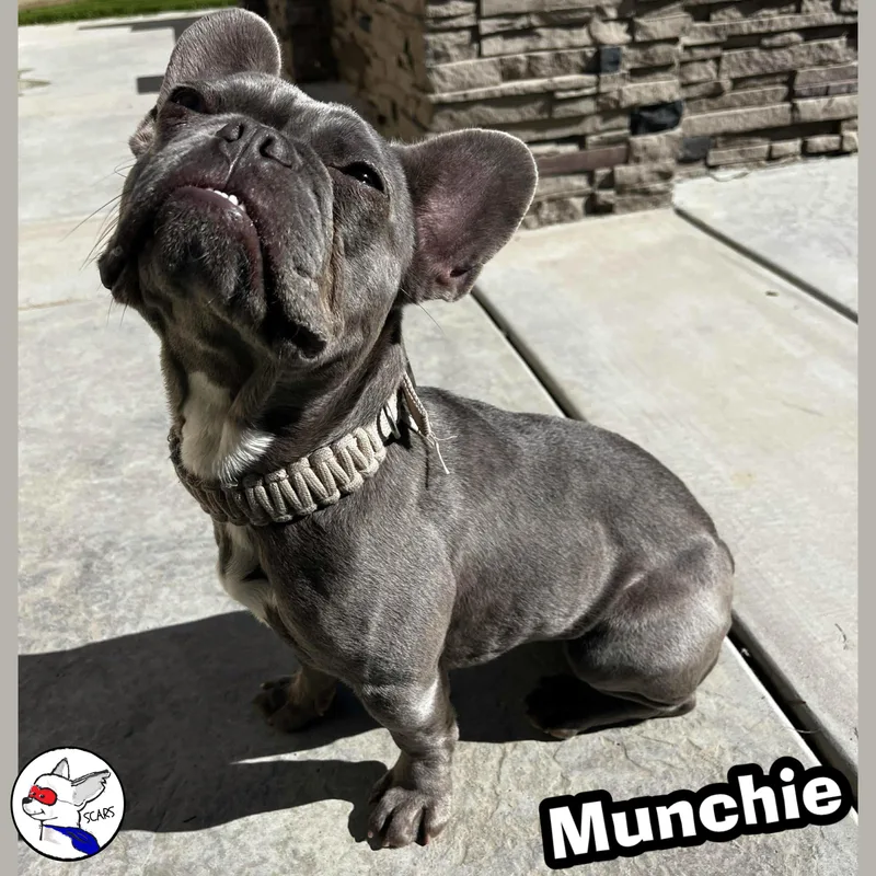An adult small-sized female Gray / Blue / Silver French Bulldog dog named Munchie for adoption in Glendora, CA