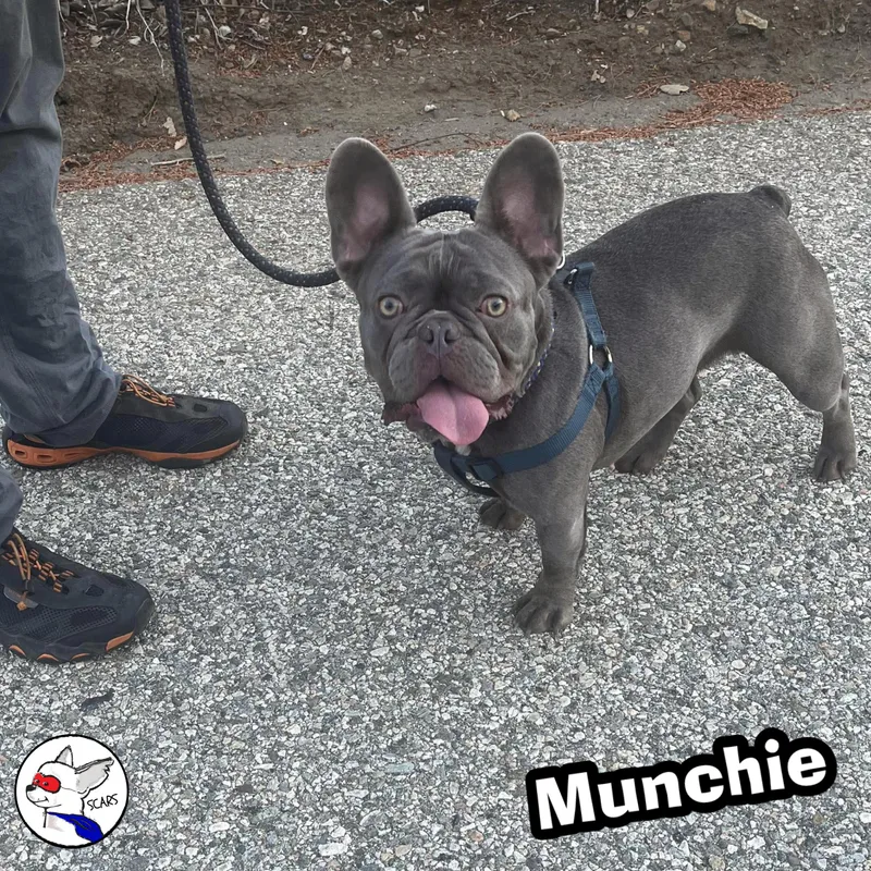 Munchie thumbnail 4