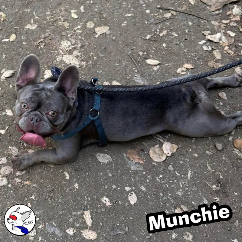 Munchie thumbnail 6