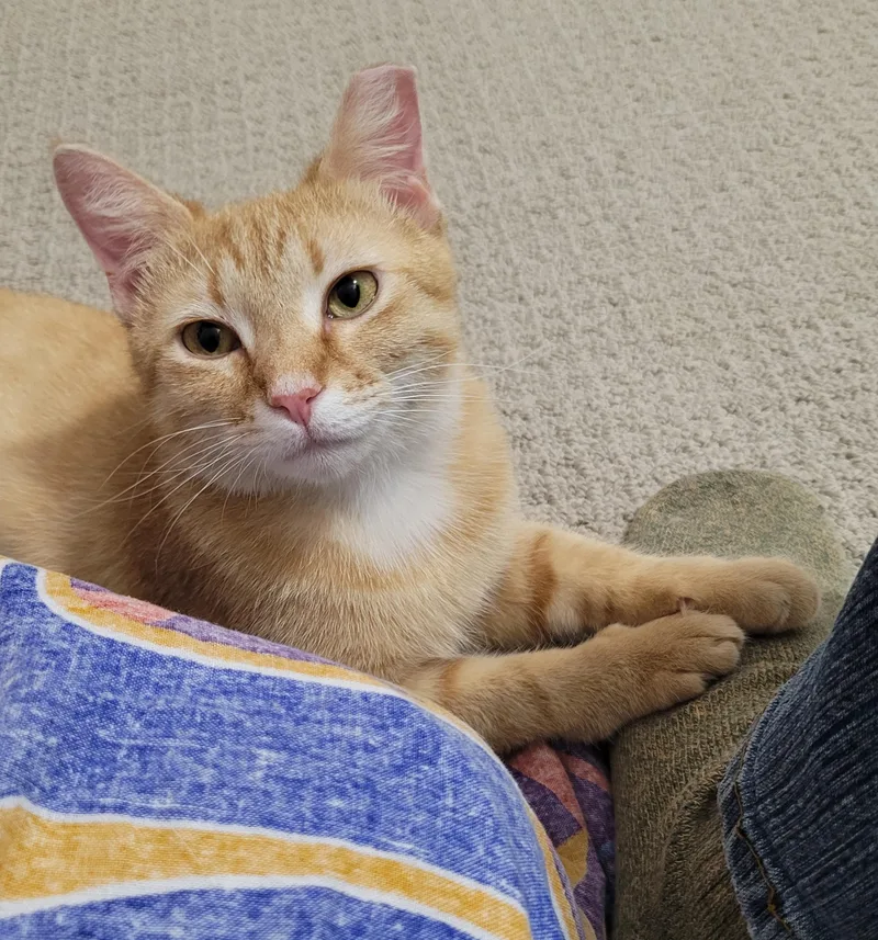 An adult small-sized female Orange & White Domestic Short Hair cat named Zooka for adoption in Murfreesboro, TN