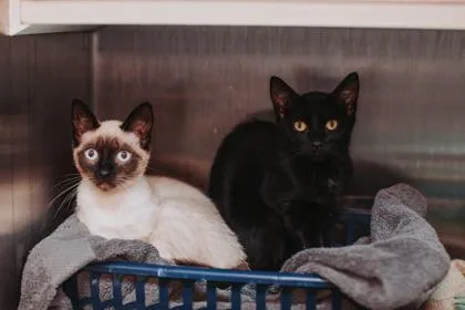 A young small-sized female Domestic Short Hair cat named a AveryPetSmart West Ashley for adoption in North Charleston, SC