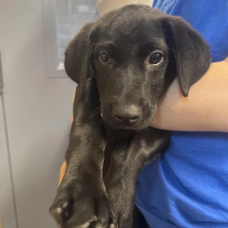 A baby small-sized female Mixed Breed dog named LA Maggie for adoption in Port Washington, NY