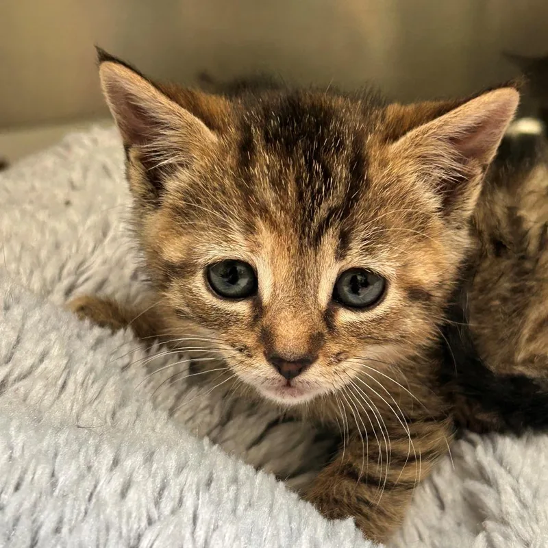 A baby small-sized female Torbie Domestic Short Hair cat named MONTStrayHolly for adoption in Perkiomenville, PA