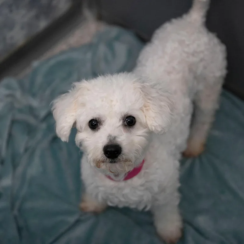 A senior small-sized female White / Cream Bichon Frise dog named Vivi for adoption in Peyton, CO