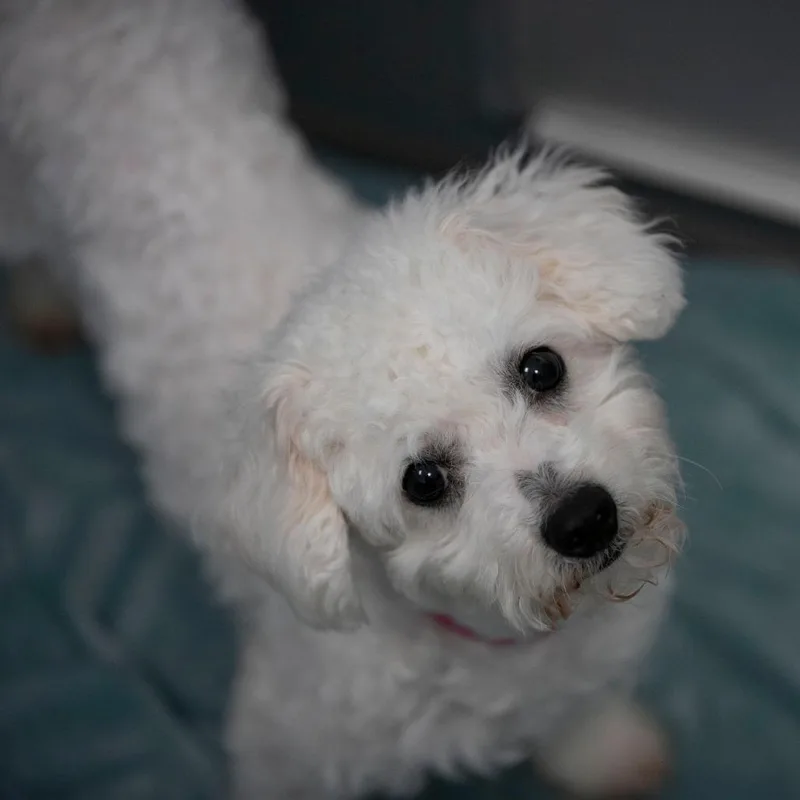 Vivi thumbnail 2