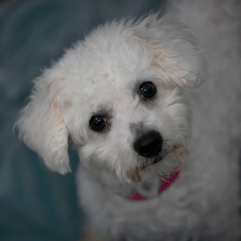 Vivi thumbnail 3