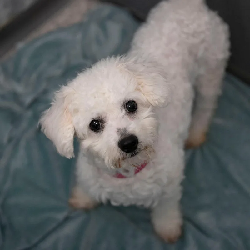 Vivi thumbnail 5