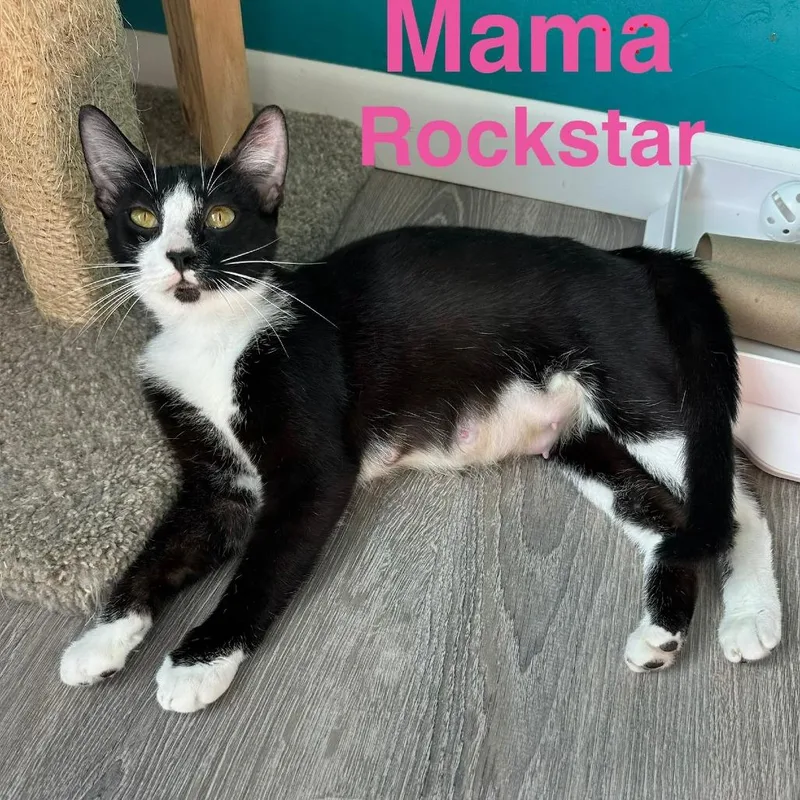 A young medium-sized female Black Domestic Short Hair cat named Rockstar for adoption in New Port Richey, FL