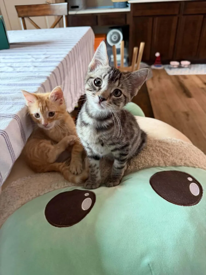 A baby medium-sized male Tabby (Brown / Chocolate) Tabby cat named Monopoly for adoption in Omaha, NE