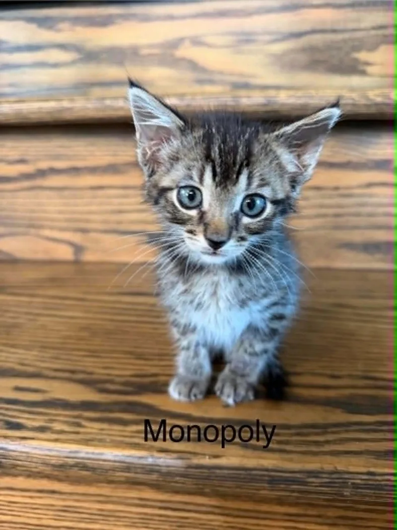Monopoly thumbnail 3