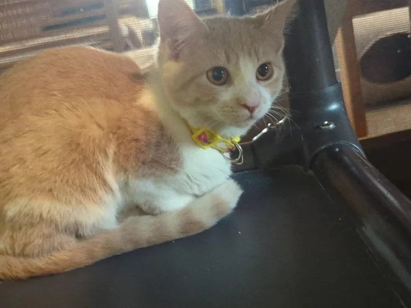 Skiddish thumbnail 2