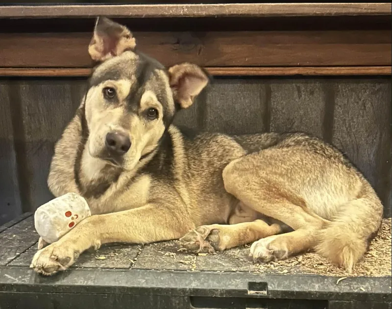 A young large-sized male Husky dog named Roy for adoption in Allen, TX