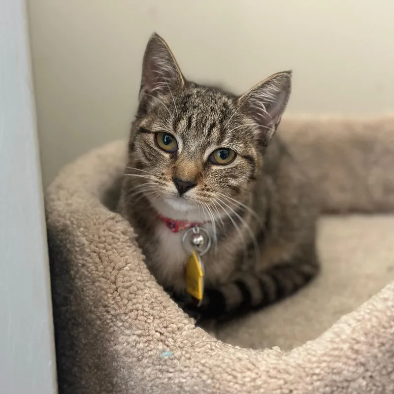 A baby small-sized female Domestic Short Hair cat named H Helen for adoption in Port Washington, NY