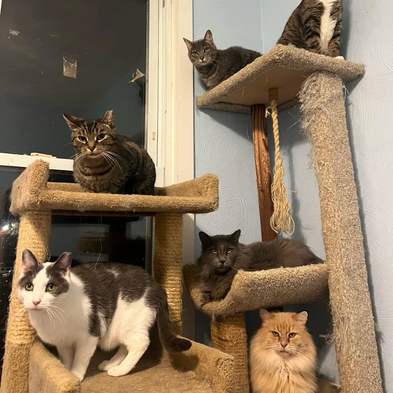 Pumpkin Spice thumbnail 2