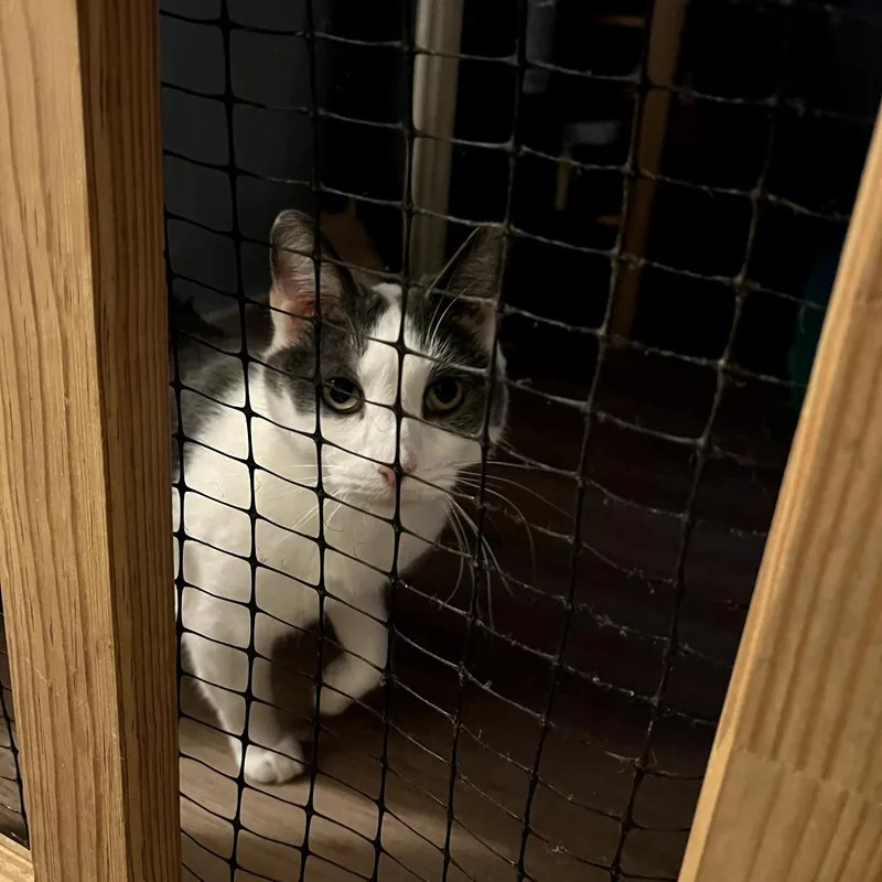 Pumpkin Spice thumbnail 3