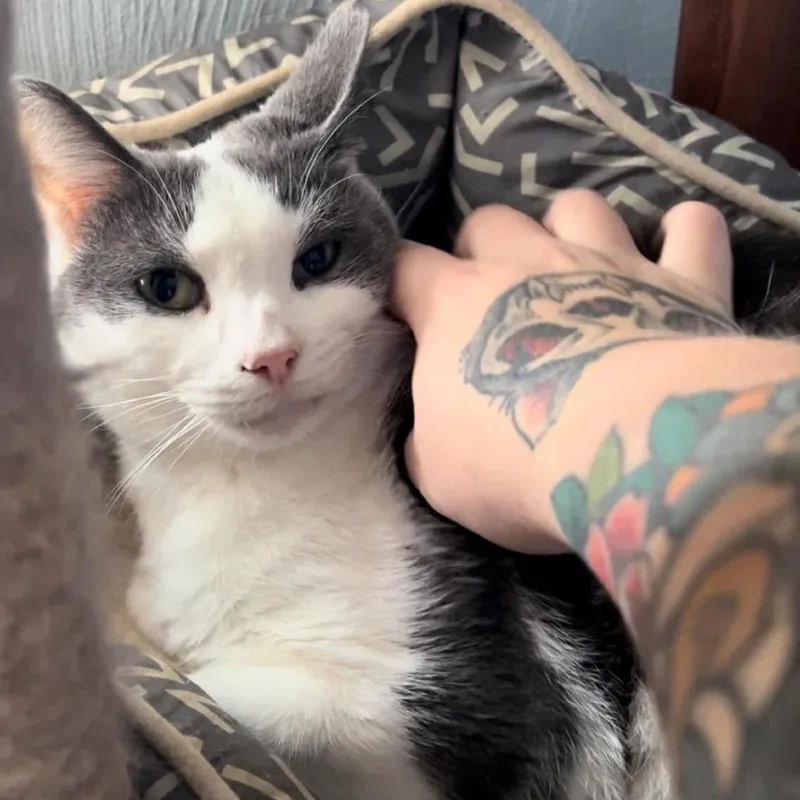 Pumpkin Spice thumbnail 5