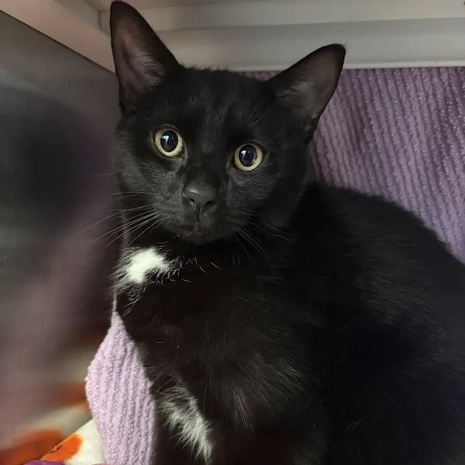 A young medium-sized male Black Domestic Short Hair cat named Patpat for adoption in Pittsburgh, PA