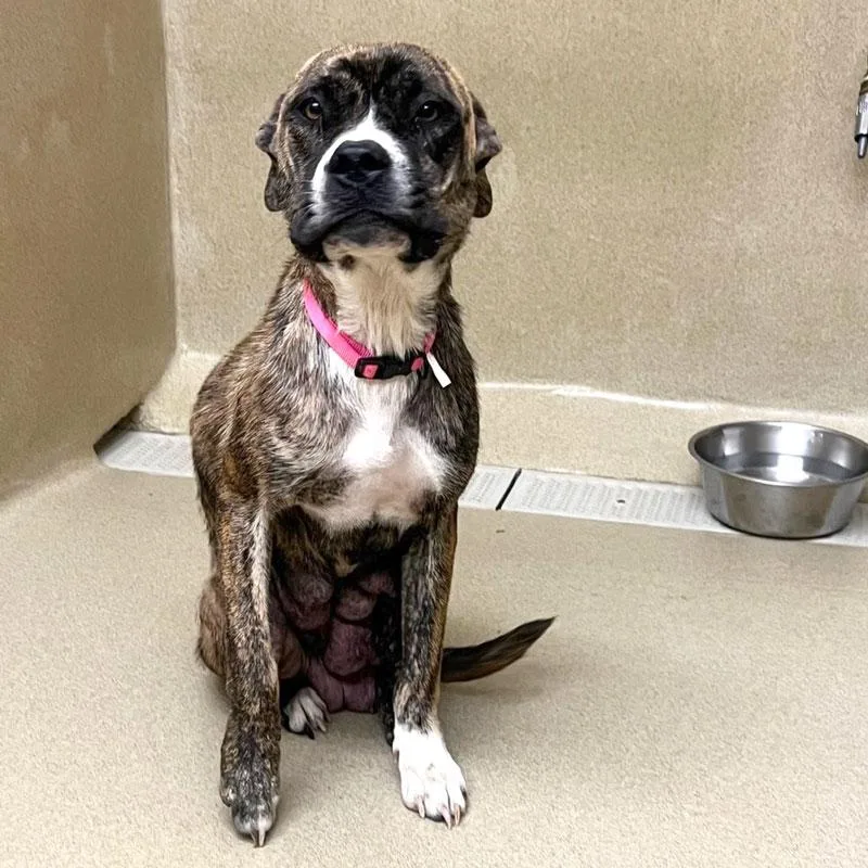 An adult medium-sized female Brindle Boxer dog named Tam Tam for adoption in Monroe, GA