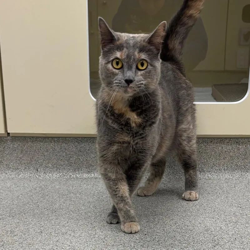 An adult large-sized female Tortoiseshell Domestic Short Hair cat named Stormi for adoption in Naperville, IL