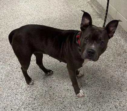 An adult large-sized female Gray / Blue / Silver Pit Bull Terrier dog named Bloom for adoption in Kansas City, MO