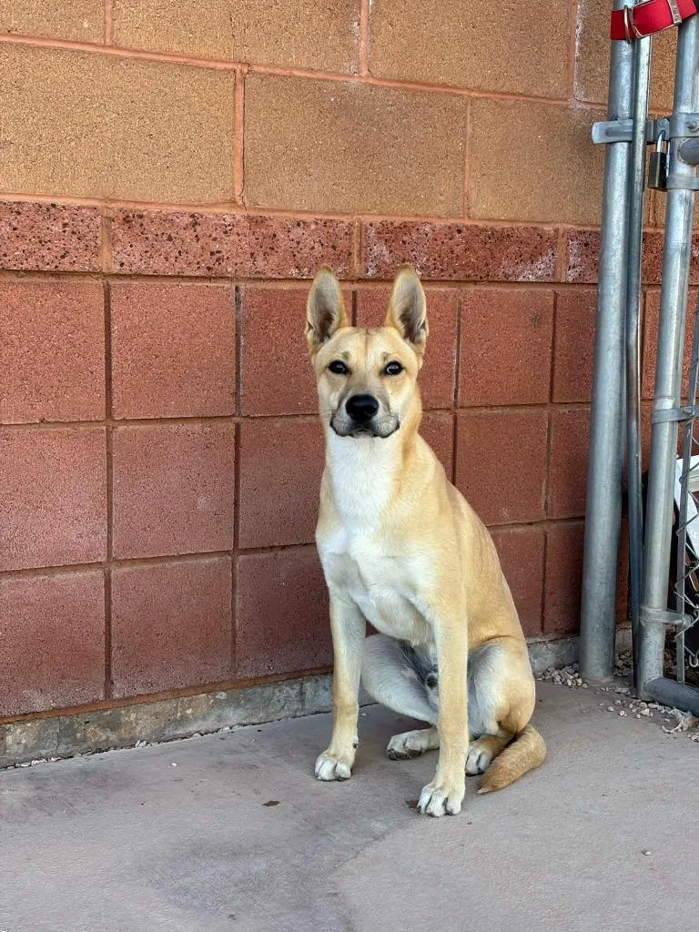 A young medium-sized male Apricot / Beige Mixed Breed dog named Scooby for adoption in Hurricane, UT
