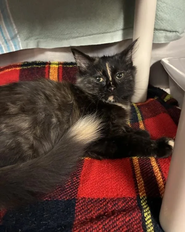 A baby small-sized female Domestic Medium Hair cat named Namaste for adoption in Richmond, VA