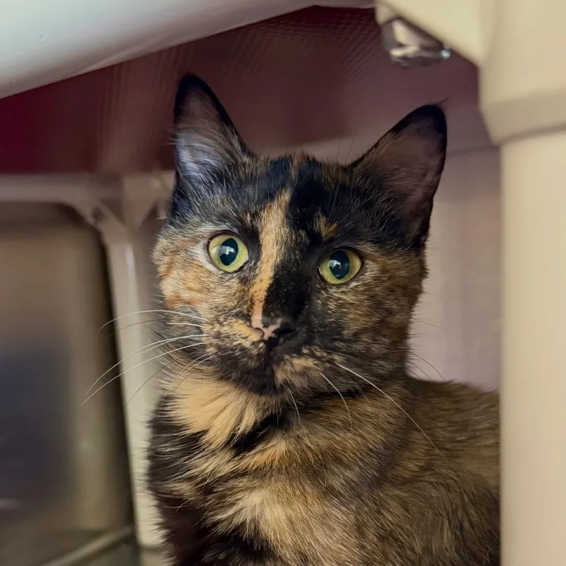 A baby small-sized female Domestic Short Hair cat named Callie for adoption in Harrisonburg, VA
