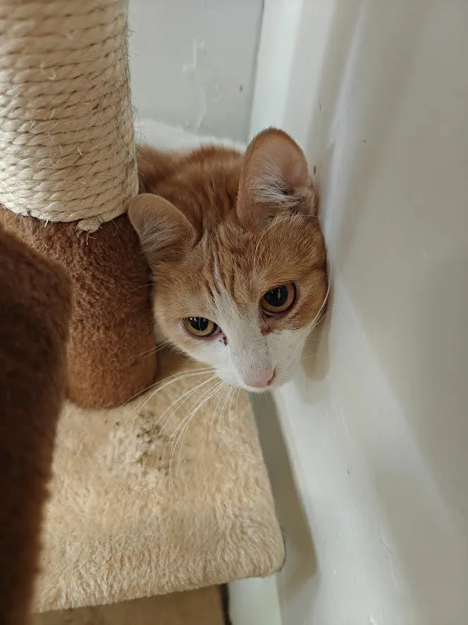 An adult medium-sized male Orange & White Domestic Short Hair cat named Pumpkin for adoption in Carson City, NV