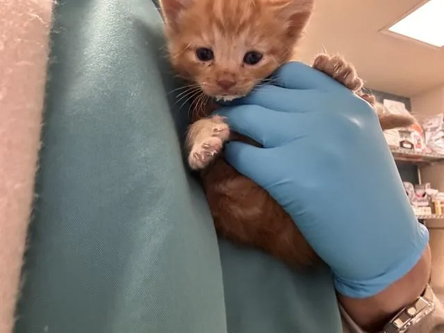 A baby small-sized male Domestic Short Hair cat named Buzz for adoption in Riverside, CA