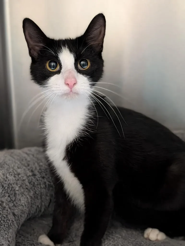 A baby medium-sized female Domestic Short Hair cat named Juno for adoption in Kingsland, GA