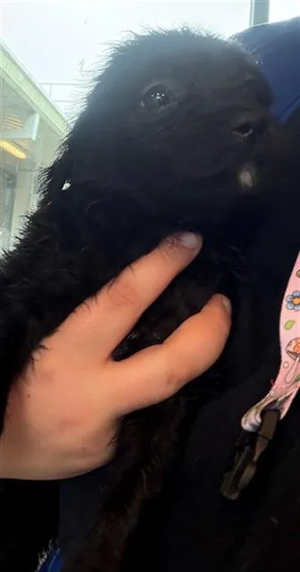 A baby medium-sized female Pit Bull Terrier dog named A for adoption in Houston, TX